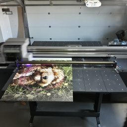 ADMEDIA - Wielkoformatowa drukarka atramentowa w trakcie drukowania obrazu psa leżącego na trawie, widoczny monitor komputera i fragment osoby.