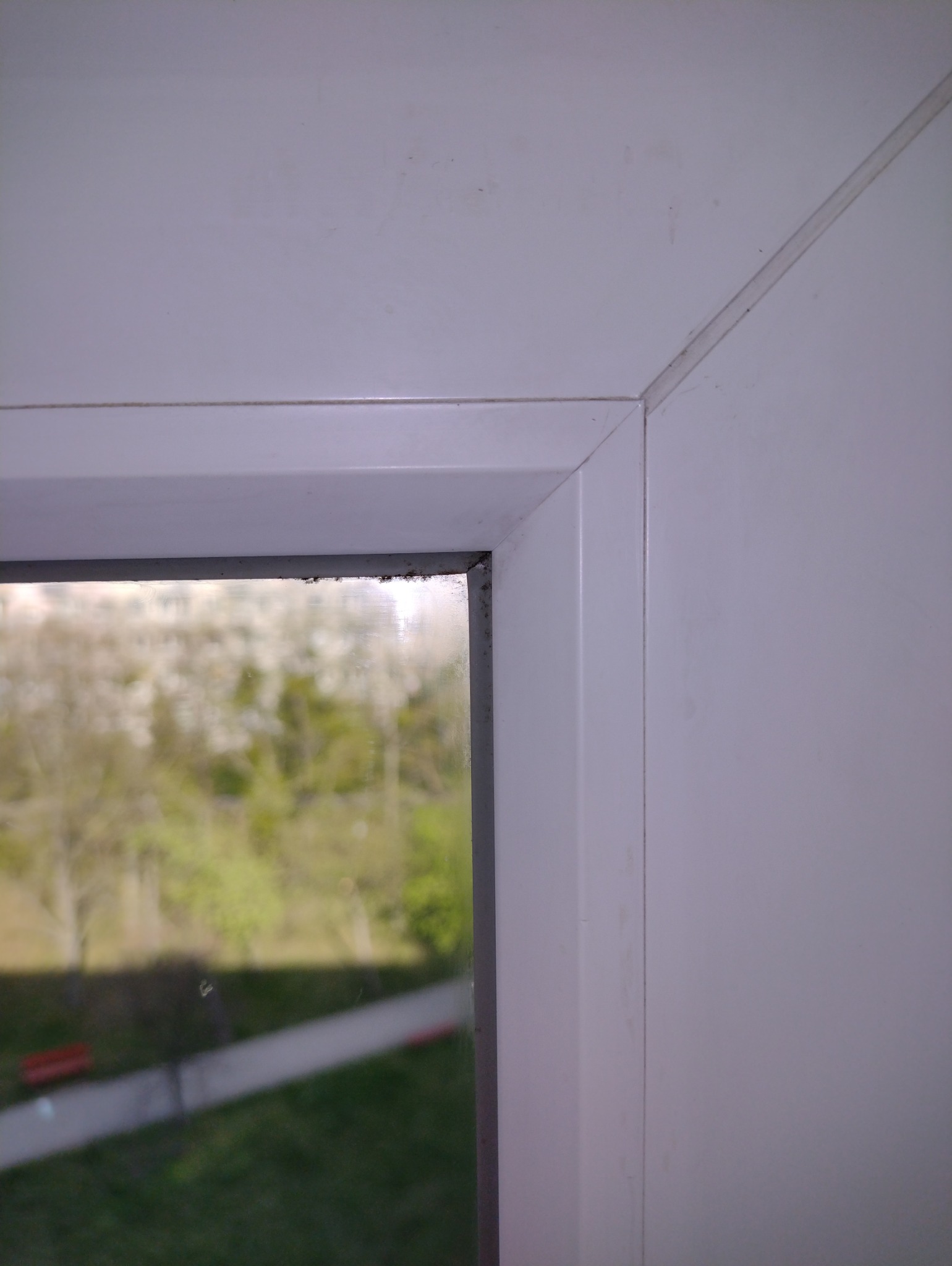 Brudna rama okienna z widocznymi śladami pleśni i zabrudzeń, z widokiem na zewnątrz na drzewa i chodnik.