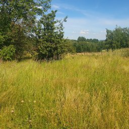 Jakub Pisarek Usługi - Pole z wysoką trawą, drzewo z czerwonymi owocami po lewej stronie, w tle las i błękitne niebo.