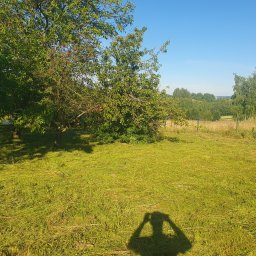 Jakub Pisarek Usługi - Świeżo skoszona trawa na działce z drzewami owocowymi w słoneczny dzień, widoczny cień fotografa.