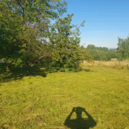 Świeżo skoszona trawa na działce z drzewami owocowymi w słoneczny dzień, widoczny cień fotografa.