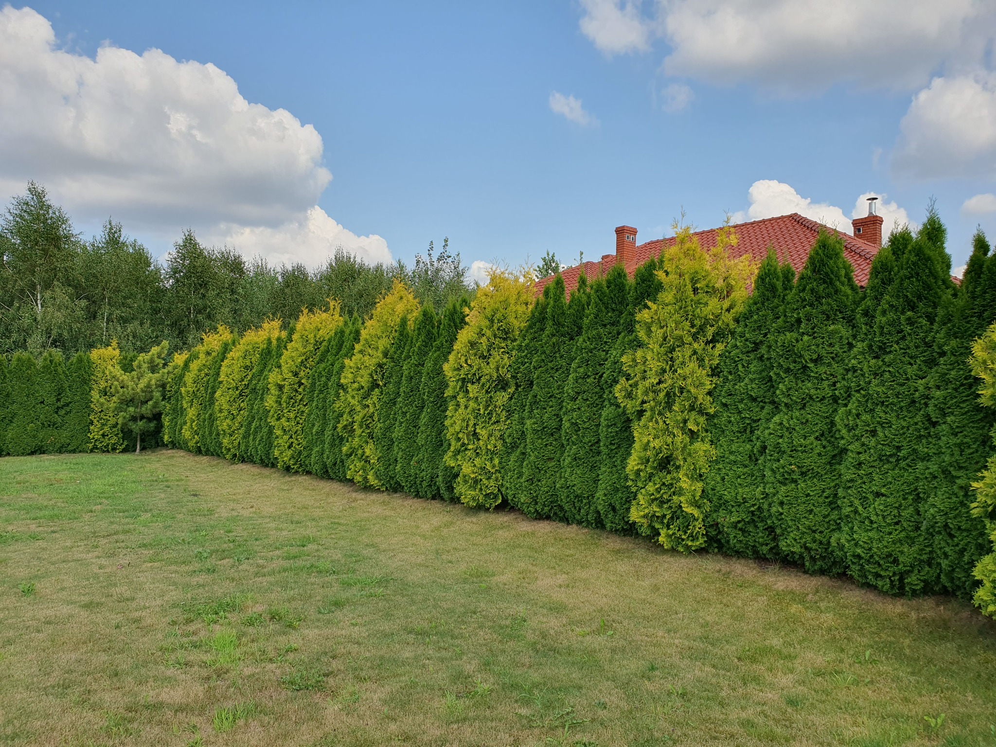 Tuje przed przycięciem.