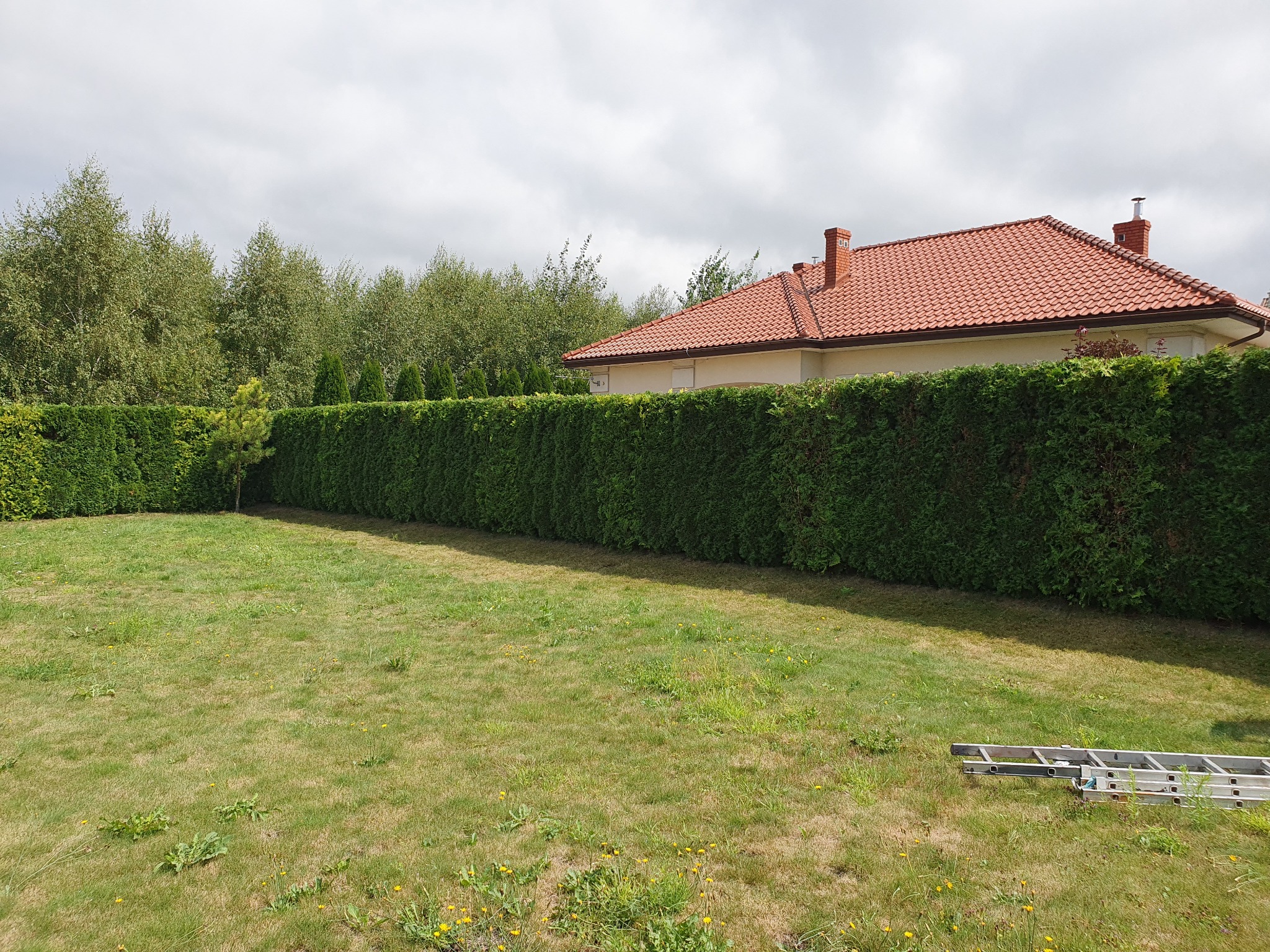 Tuje po przycięciu.