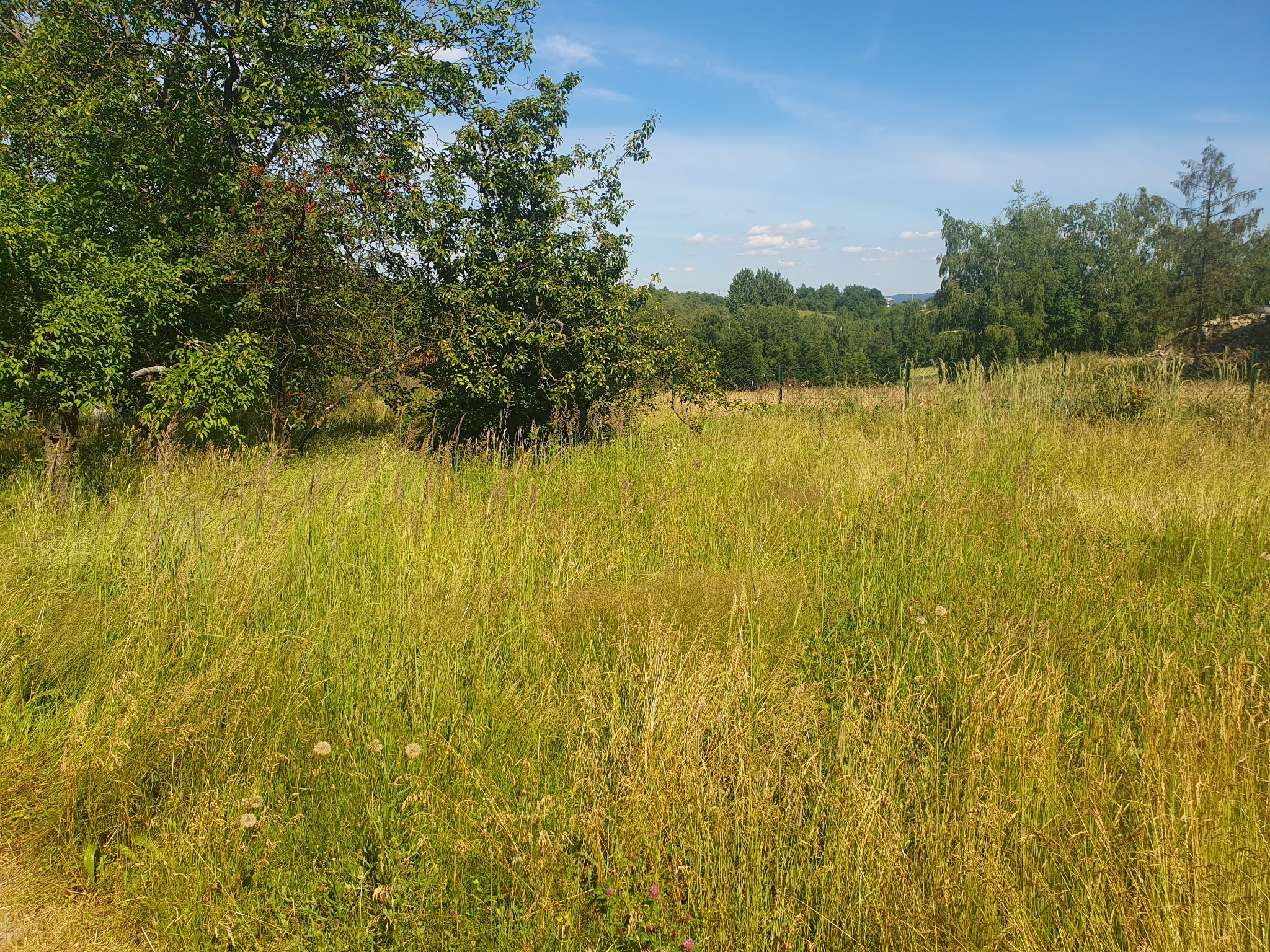Pole z wysoką trawą, drzewo z czerwonymi owocami po lewej stronie, w tle las i błękitne niebo.