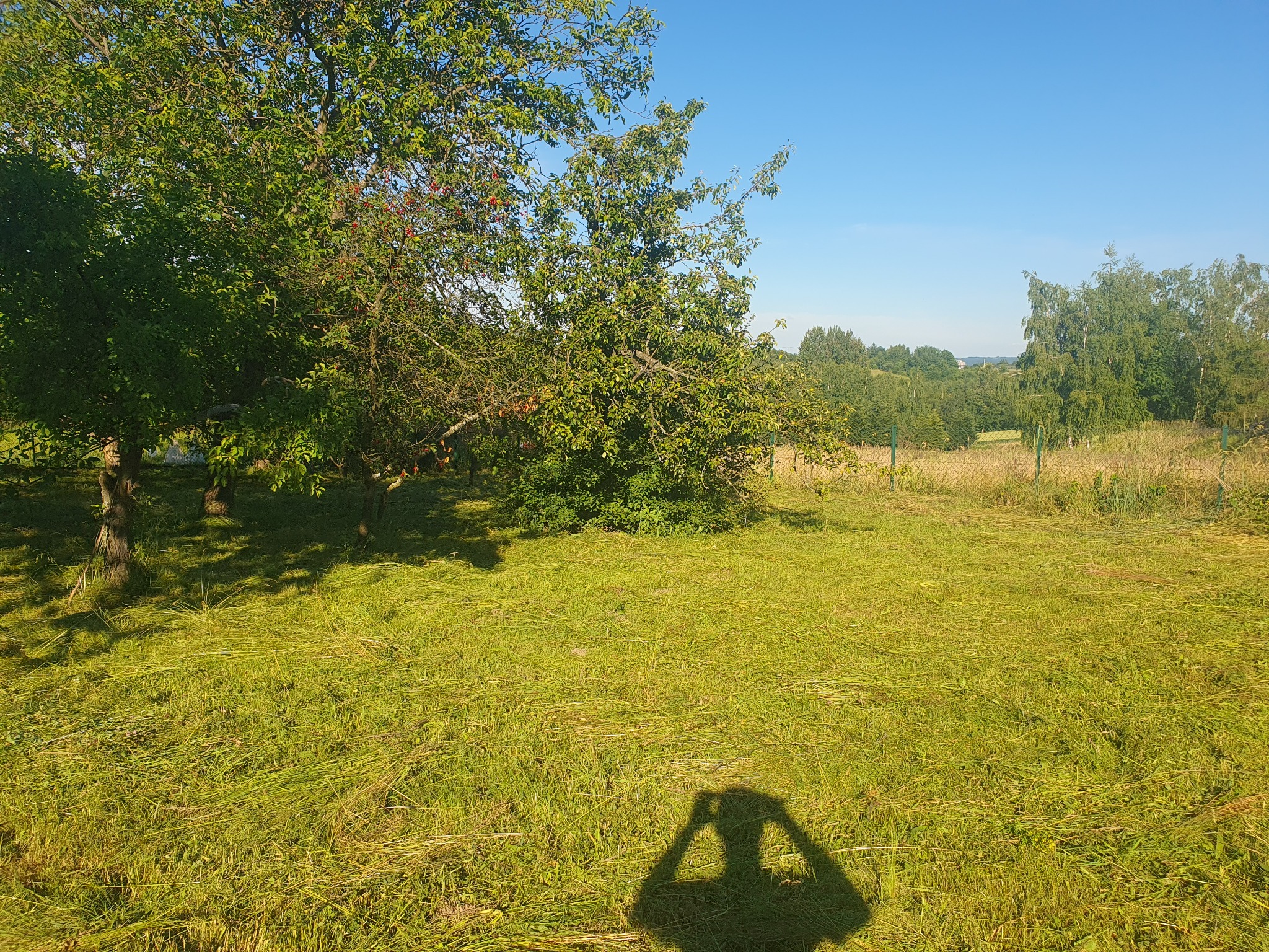 Świeżo skoszona trawa na działce z drzewami owocowymi w słoneczny dzień, widoczny cień fotografa.