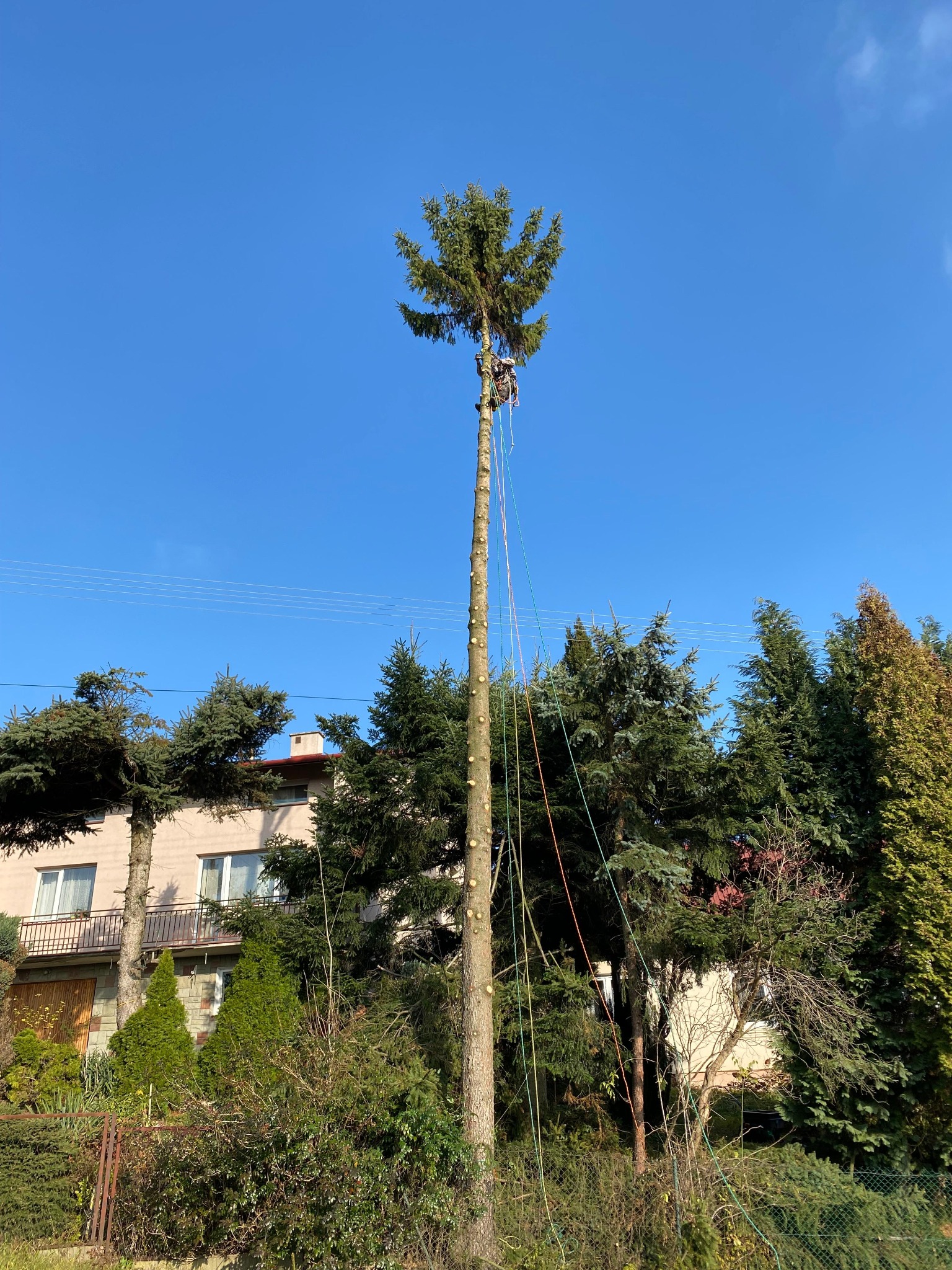 Wysokie drzewo iglaste z pracownikiem zabezpieczonym linami podczas prac pielęgnacyjnych, widoczne ślady po obciętych gałęziach, dom w tle.