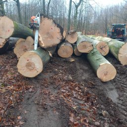 Piotr Forest Service - Wyjątkowe Nasadzanie Drzew Łowicz