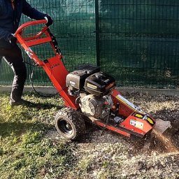 Piotr Forest Service