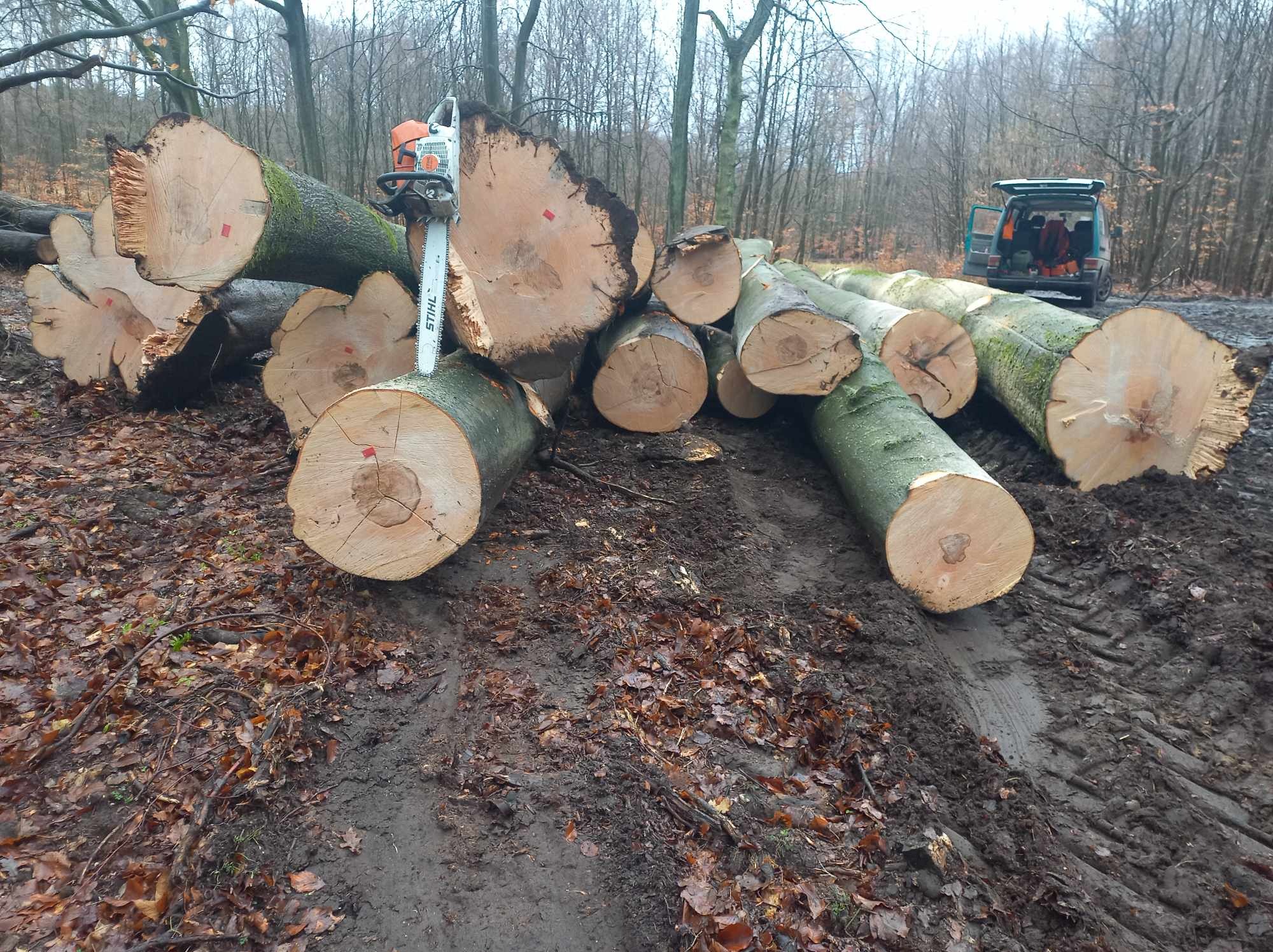 Ścięte, grube pnie drzew w lesie, częściowo pokryte mchem, z piłą spalinową Stihl na jednym z nich, w tle otwarty samochód dostawczy