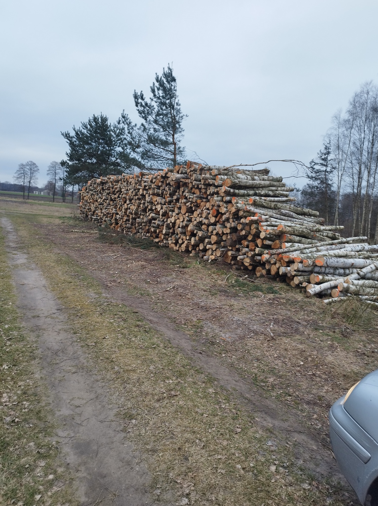 Stos pociętych pni drzew z pomarańczowymi oznaczeniami na końcach, ułożonych wzdłuż polnej drogi, z widocznymi drzewami w tle i fragmentem samochodu w prawym dolnym rogu.