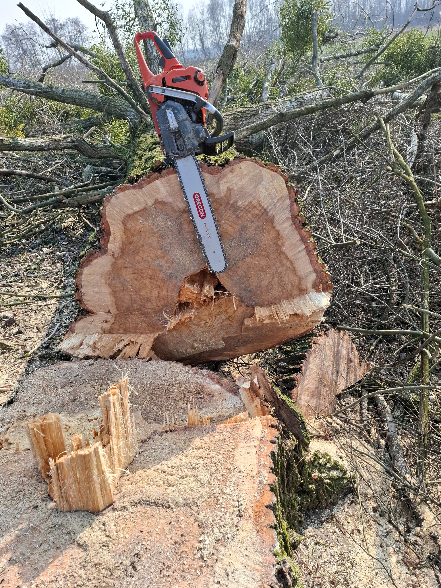 Ścięty pień drzewa z zagłębieniem po cięciu, na nim spoczywa piła łańcuchowa Oregon, w tle porozrzucane gałęzie i wióry.