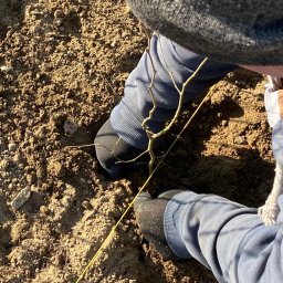 Łucki Garden Bruk - Osoba w szarym swetrze sadzi małe drzewko, używając żółtego sznurka do wyznaczenia linii sadzenia w piaszczystej glebie.