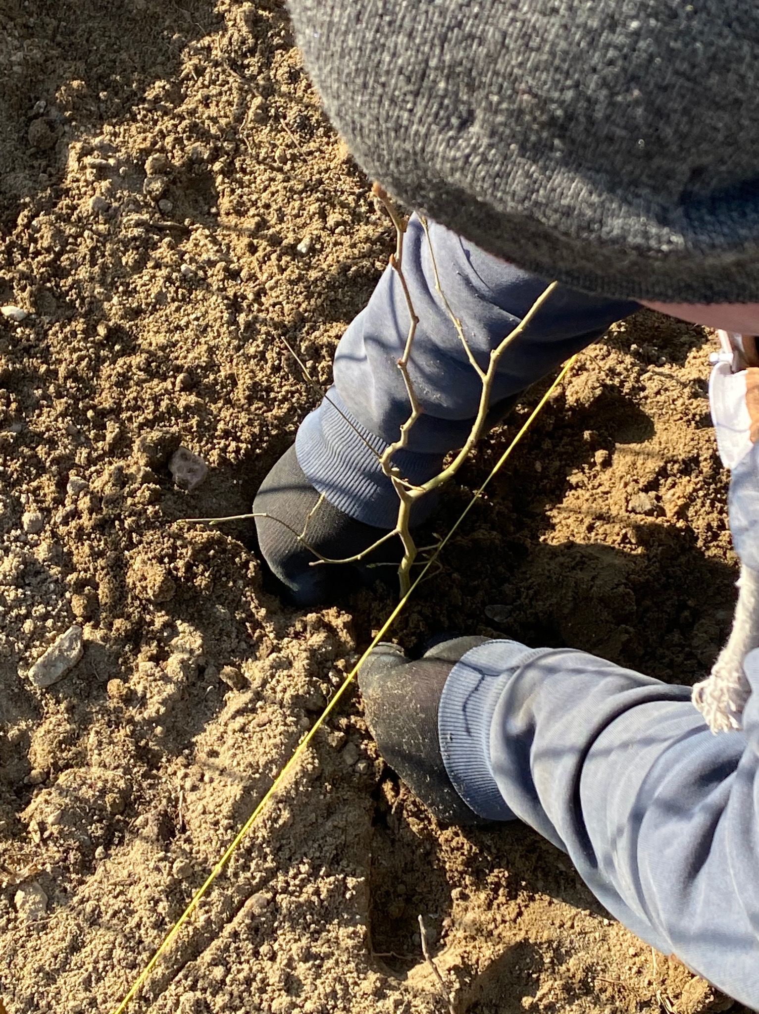 Osoba w szarym swetrze sadzi małe drzewko, używając żółtego sznurka do wyznaczenia linii sadzenia w piaszczystej glebie.