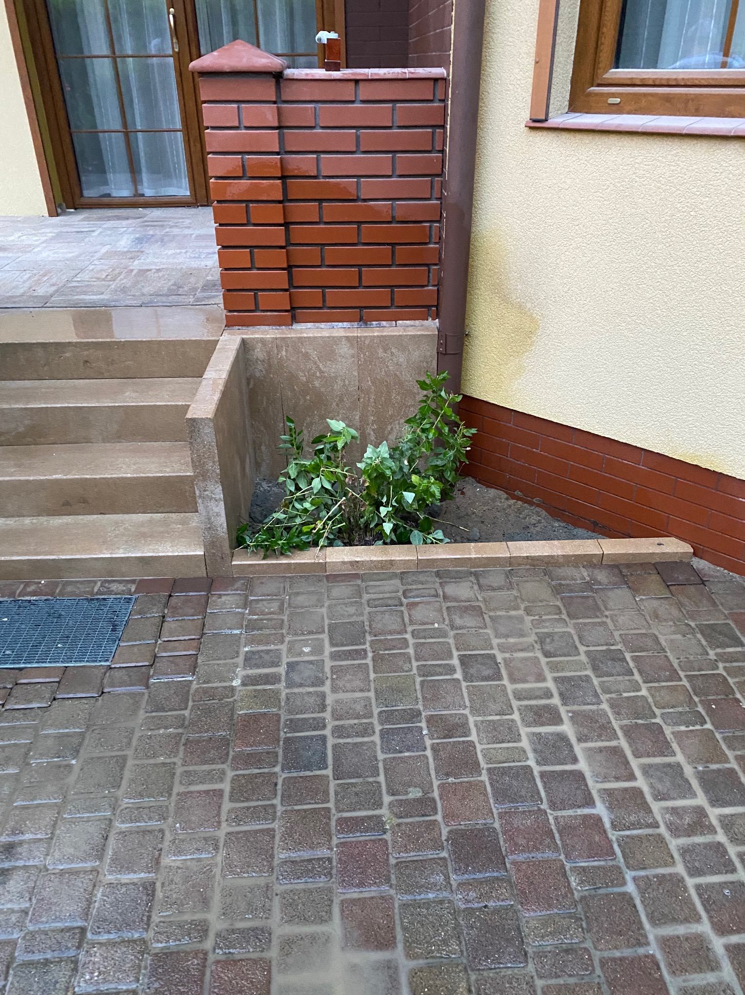 Ułożona kostka brukowa w Murowanej Goślinie, widok na schody wejściowe i fragment elewacji budynku z ceglaną podmurówką. Kostka lekko mokra, w odcieniach brązu i szarości.