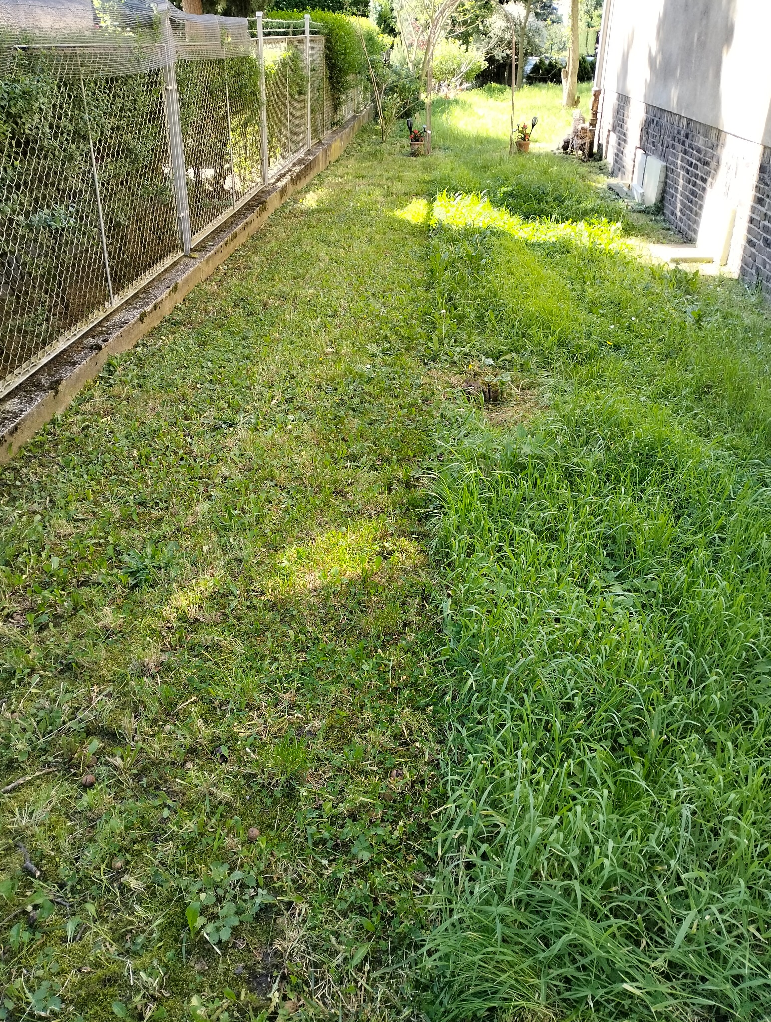 Fragment trawnika z wyraźną granicą między trawą skoszoną a wysoką, niekoszoną, w tle siatka ogrodzeniowa i budynek.