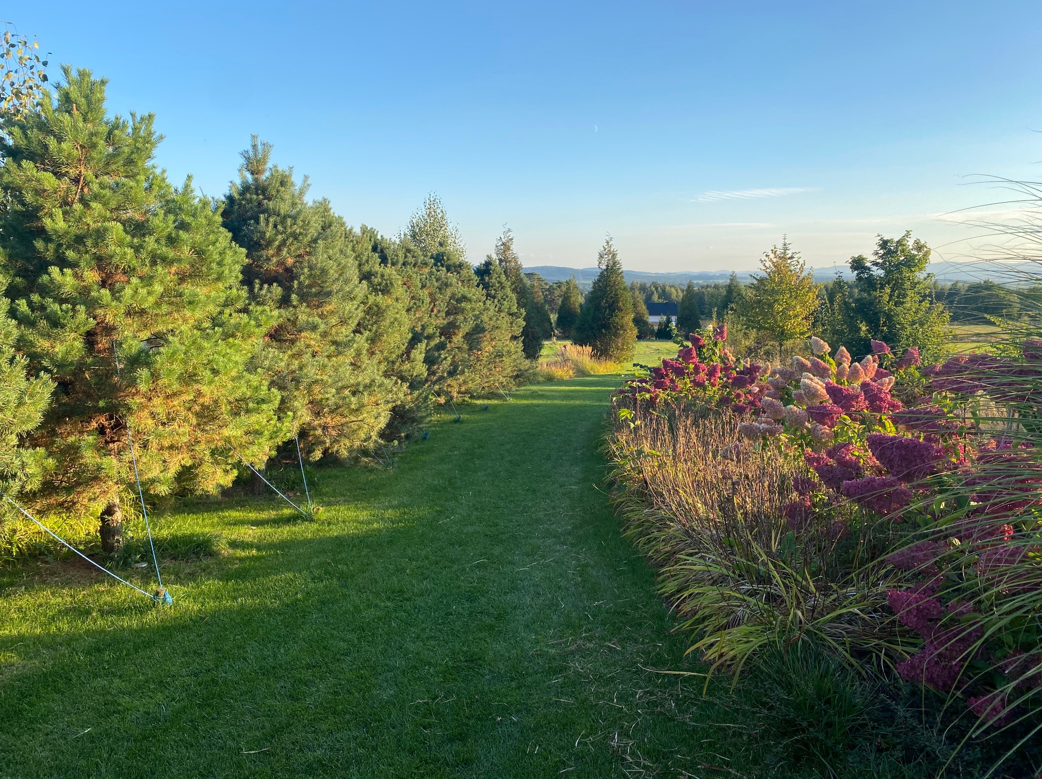 Ujęcie z perspektywy trawnika, z rzędem iglaków po lewej i rabatą kwiatową po prawej, prowadzącego wzrok ku oddalonemu krajobrazowi pod błękitnym niebem.