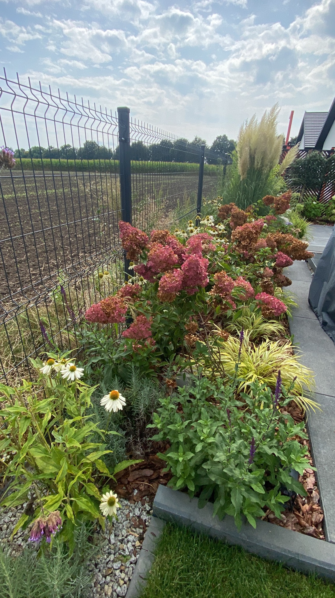 Kaskadowy ogród z hortensjami w odcieniach różu i bieli, obrzeża z kamienia i kory, siatka ogrodzeniowa w tle, trawa ozdobna i fragment domu po prawej.