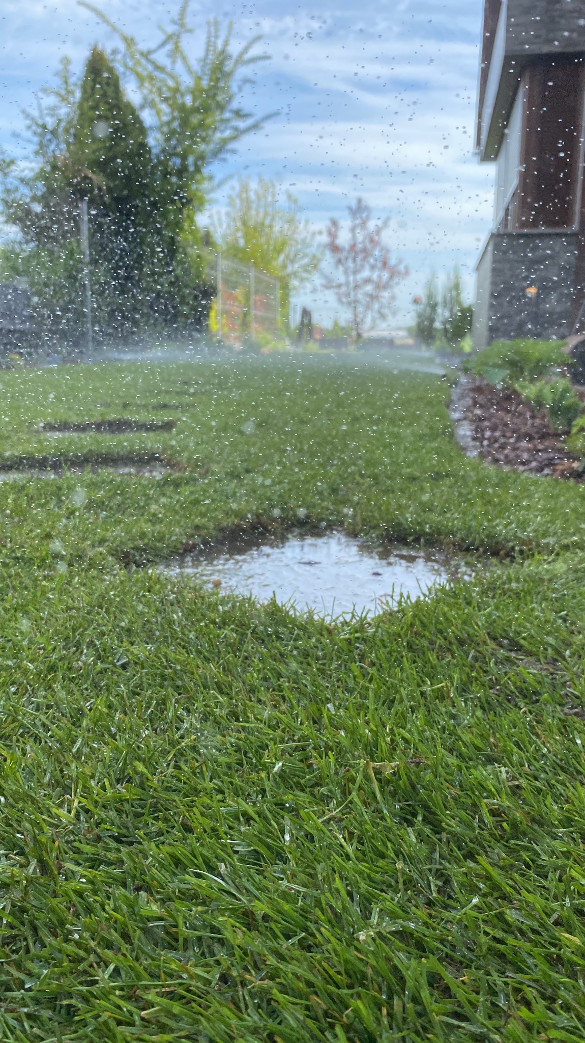 Niski kąt ujęcia na świeżo nawodniony trawnik z rolki, z widoczną kałużą i kroplami wody w powietrzu, sugerujący system nawadniania w akcji.