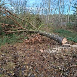 Wycinka drzew Wałcz 4