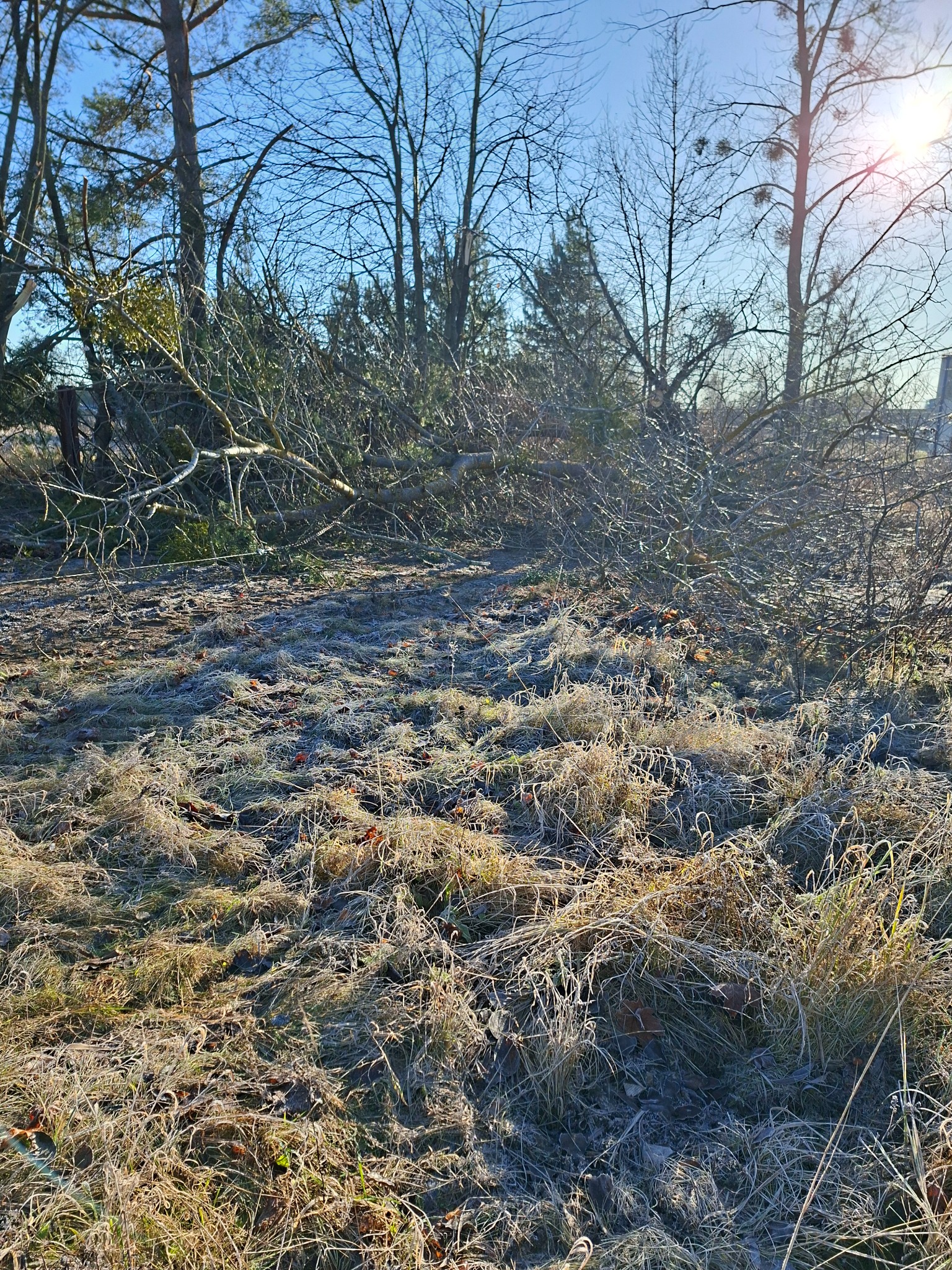 Ścięte drzewo na zroszonej trawie w słoneczny dzień. Widoczne pnie drzew w tle. Praca po wycince drzew w zimowej scenerii.