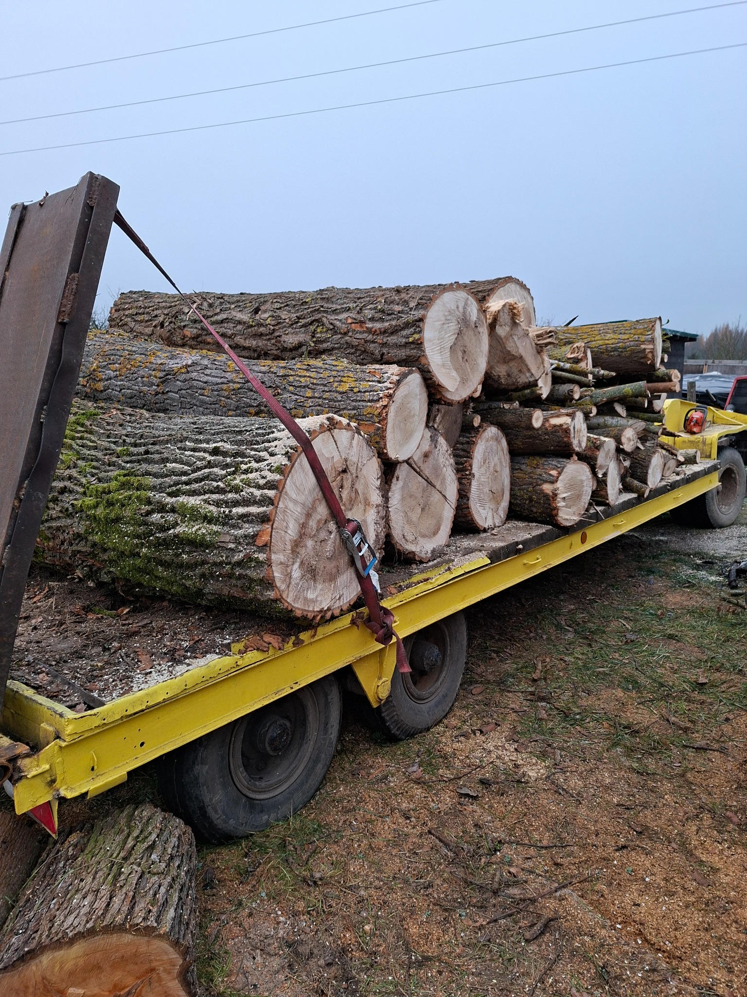 Żółta przyczepa z ładunkiem pociętych pni drzew, zabezpieczonych pasami transportowymi, po wycince w Wałczu. Widoczne ślady po cięciu.