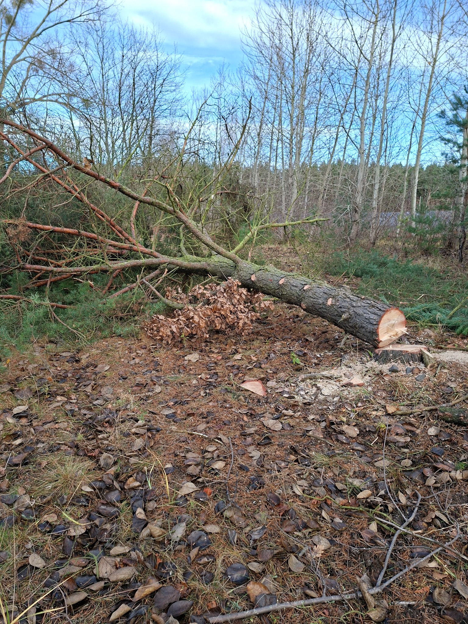 Ścięte drzewo w lesie, leżące na ściółce z liści i igliwia, z widocznym pniem i gałęziami. Świeży przekrój pnia i wióry wskazują na niedawne cięcie.