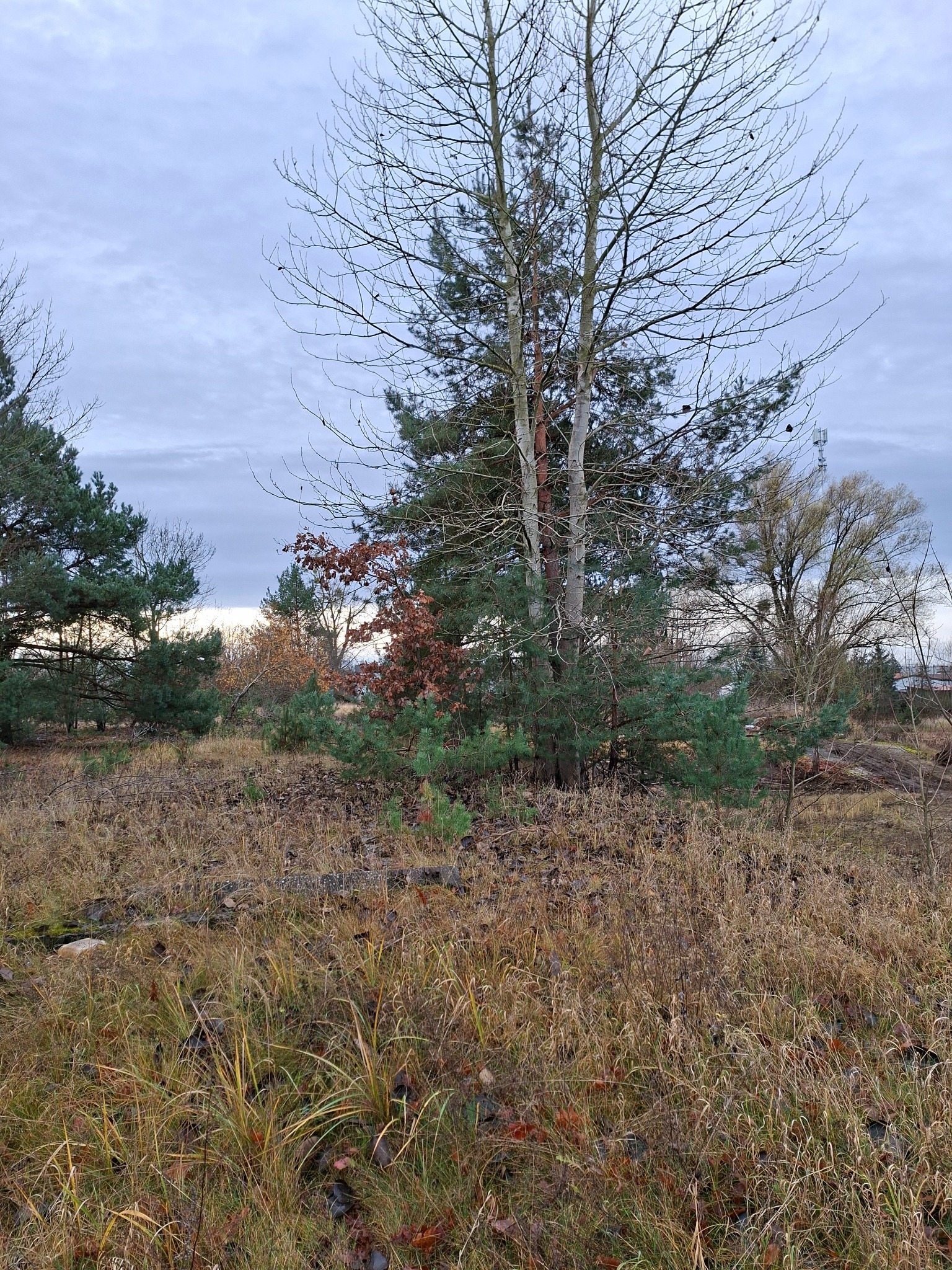 Jesienny krajobraz z drzewami iglastymi i liściastymi, suchą trawą i pochmurnym niebem. W tle widoczna wieża telekomunikacyjna.