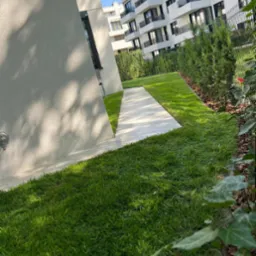 Świeżo założony trawnik z rolki przy nowoczesnym apartamentowcu, widoczny biały chodnik i równo przycięte tuje wzdłuż ogrodzenia.