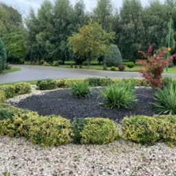 Ogród z okrągłą rabatą wysypaną czarnym granulatem, obrzeżoną niskimi, formowanymi krzewami o zielono-żółtych liściach, z dekoracyjnym żwirem na obrzeżach i drzewami w tle.