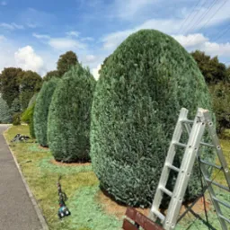 Rząd równo przyciętych, stożkowych krzewów iglastych w parku, z resztkami ściętych gałązek na trawie, drabina aluminiowa oparta o jeden z krzewów, obok ławka parkowa i podkaszarka.