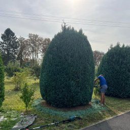 Aftergarden- Ogrody Premium - Mężczyzna w niebieskiej koszulce formuje żywopłot z tui za pomocą elektrycznych nożyc, widoczne ścięte gałązki na trawie i rozłożona plandeka.