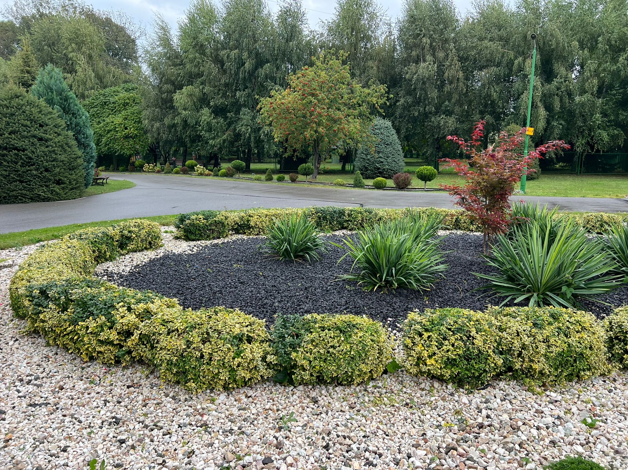 Ogród z okrągłą rabatą wysypaną czarnym granulatem, obrzeżoną niskimi, formowanymi krzewami o zielono-żółtych liściach, z dekoracyjnym żwirem na obrzeżach i drzewami w tle.