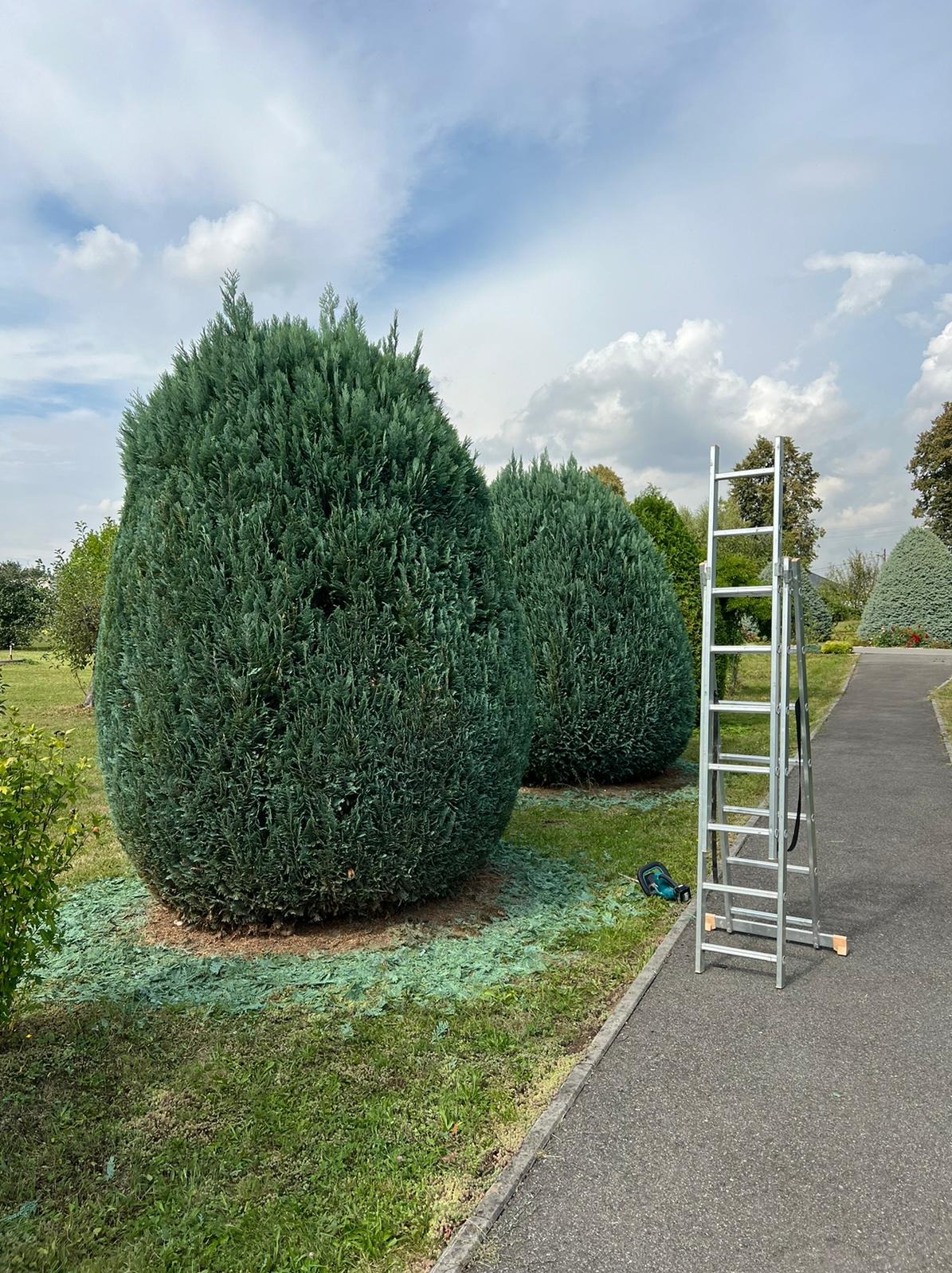 Dwa formowane krzewy iglaste w kształcie kuli, obok aluminiowa drabina i elektryczne nożyce do żywopłotu, świeżo przycięta trawa wokół krzewów.