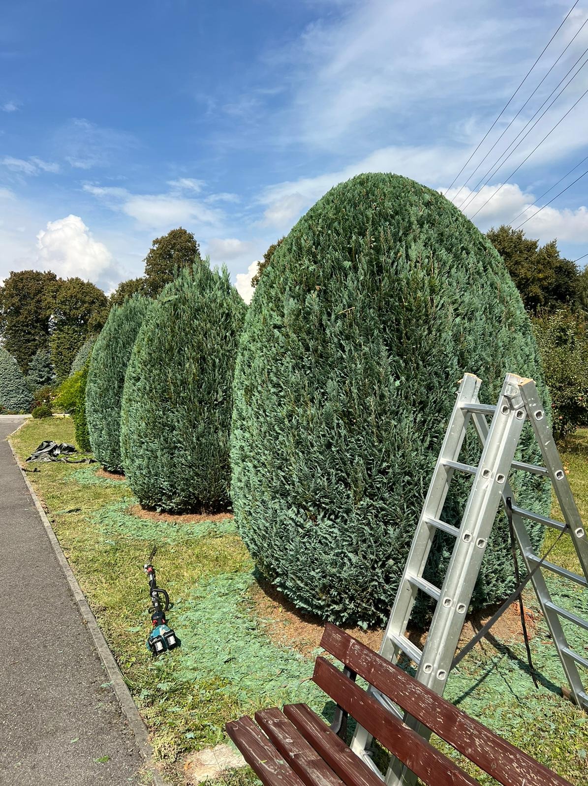 Rząd równo przyciętych, stożkowych krzewów iglastych w parku, z resztkami ściętych gałązek na trawie, drabina aluminiowa oparta o jeden z krzewów, obok ławka parkowa i podkaszarka.