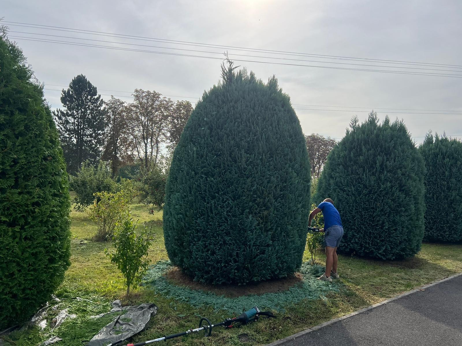 Mężczyzna w niebieskiej koszulce formuje żywopłot z tui za pomocą elektrycznych nożyc, widoczne ścięte gałązki na trawie i rozłożona plandeka.