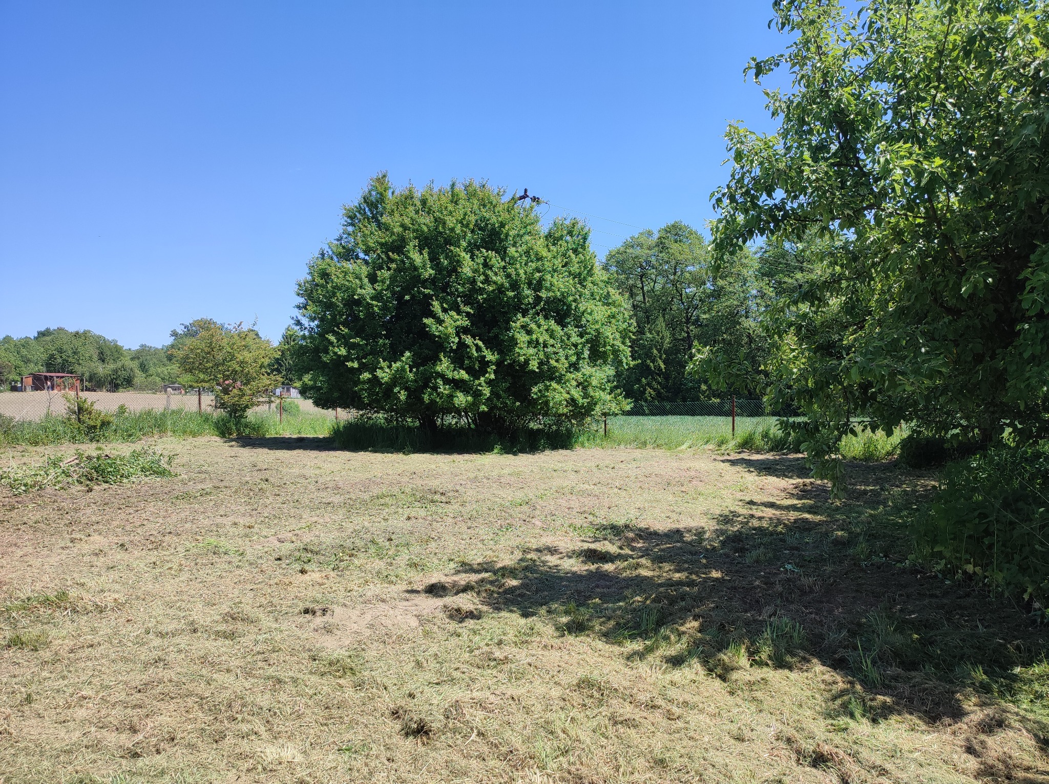 Świeżo skoszona trawa na działce z drzewami w słoneczny dzień, widoczne resztki trawy i cień drzewa.