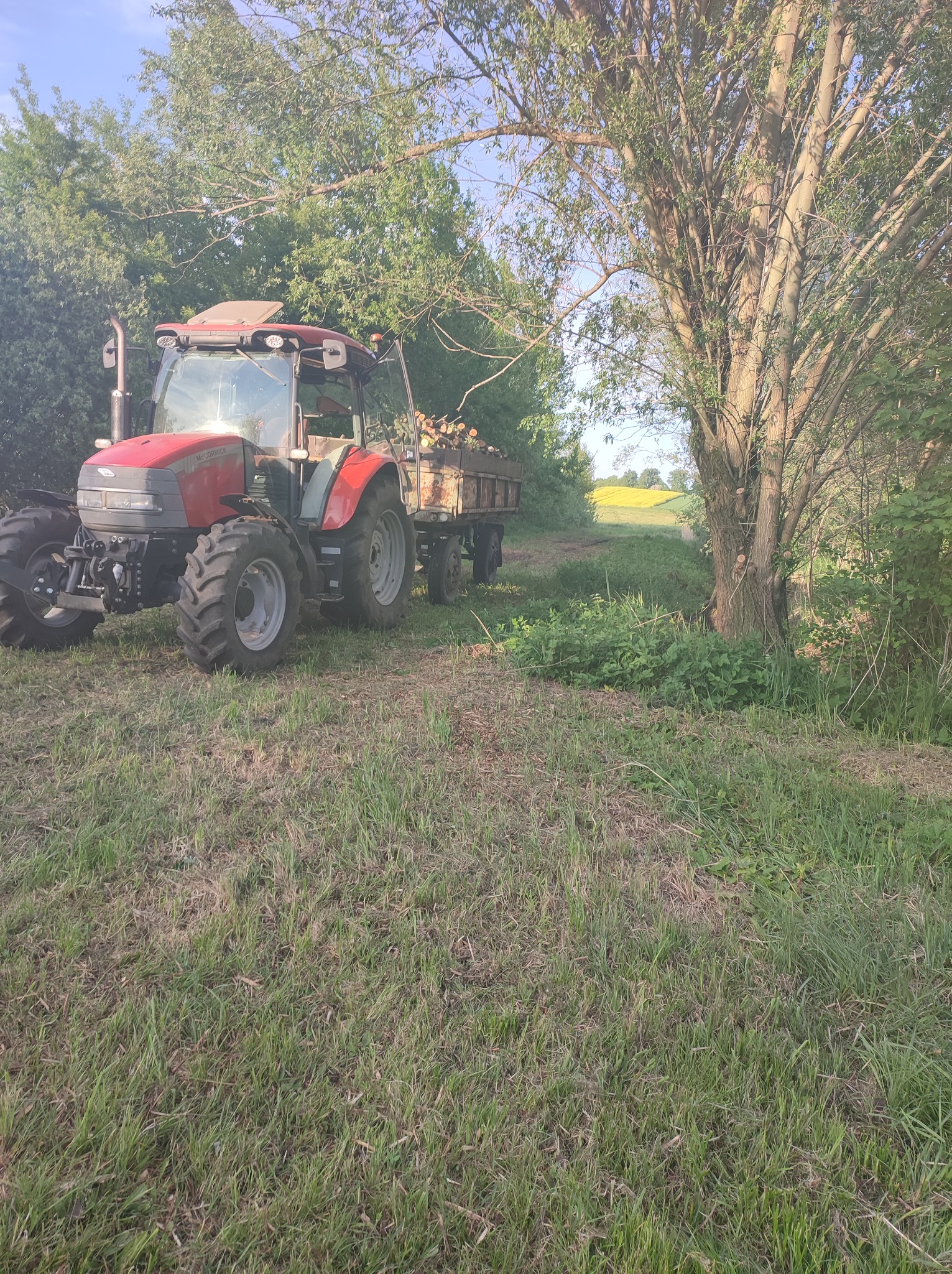 Czerwony traktor McCormick z przyczepą pełną pociętych gałęzi stoi na trawiastym terenie, w tle widoczne drzewa i żółte pole.