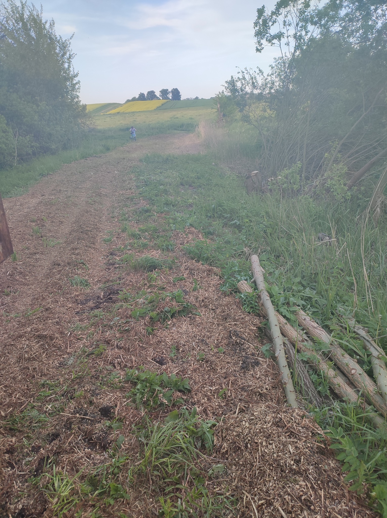Świeżo wykarczowana droga polna, z widocznymi śladami mulczowania i stosem ściętych gałęzi, prowadząca w kierunku odległego pola rzepaku pod błękitnym niebem.