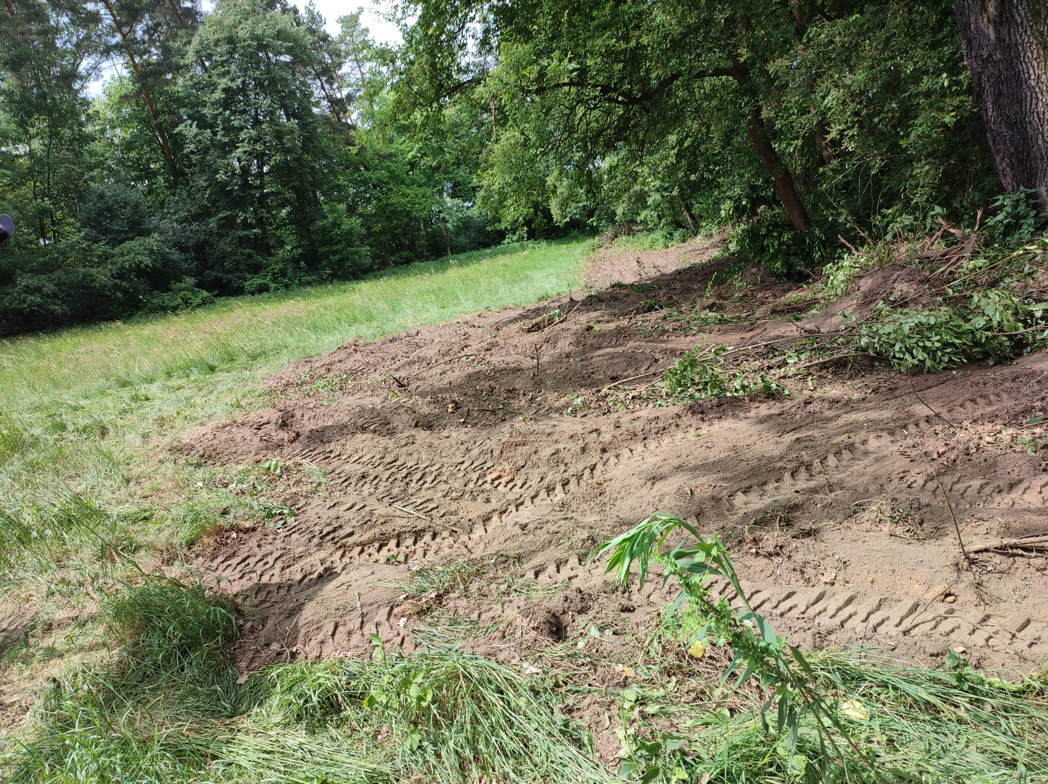 Uporządkowany teren po wycince drzew, widoczne ślady opon na ziemi, trawa częściowo skoszona, w tle drzewa i zieleń.