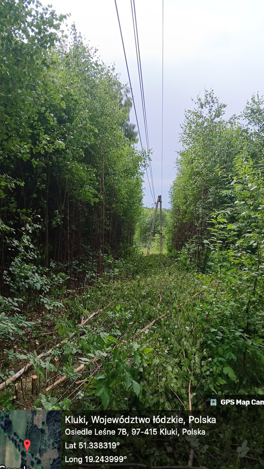 Prześwit pod liniami wysokiego napięcia po wycince drzew i krzewów, widoczne ścięte gałęzie i pnie drzew.