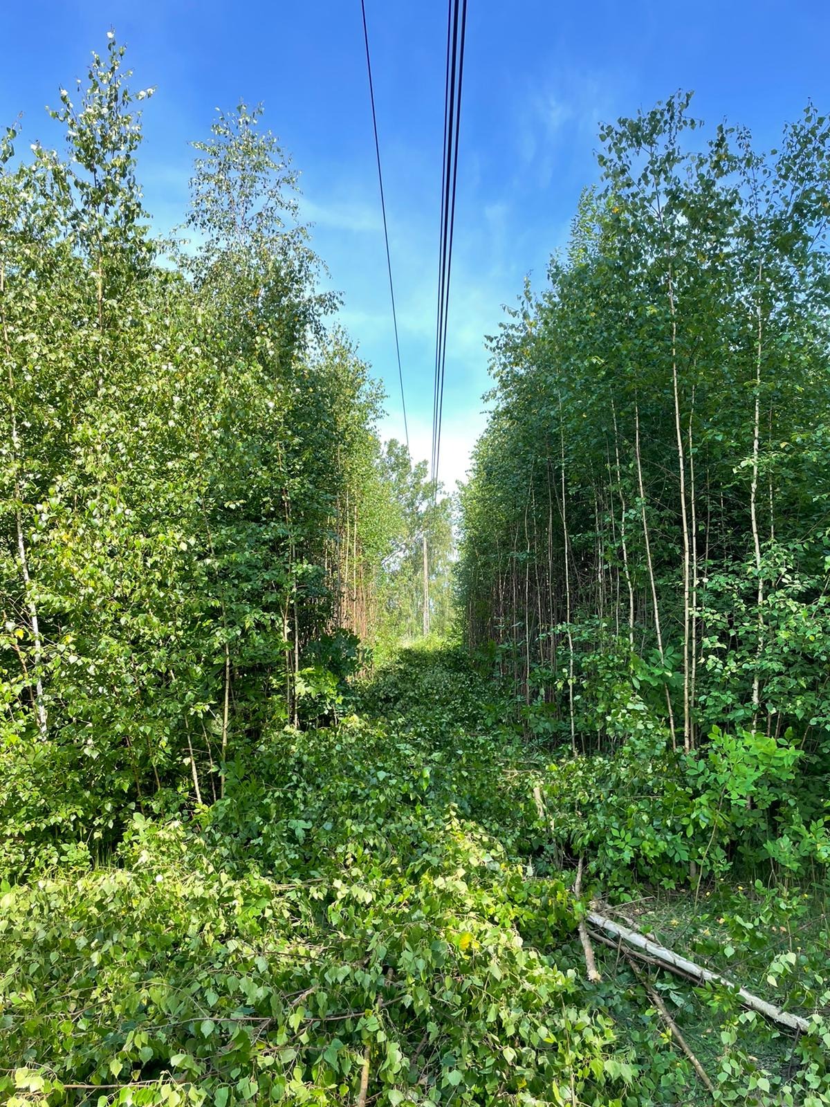 Wykarczowany pas pod liniami wysokiego napięcia w Gorzkowicach, widoczne ścięte drzewa i krzewy.