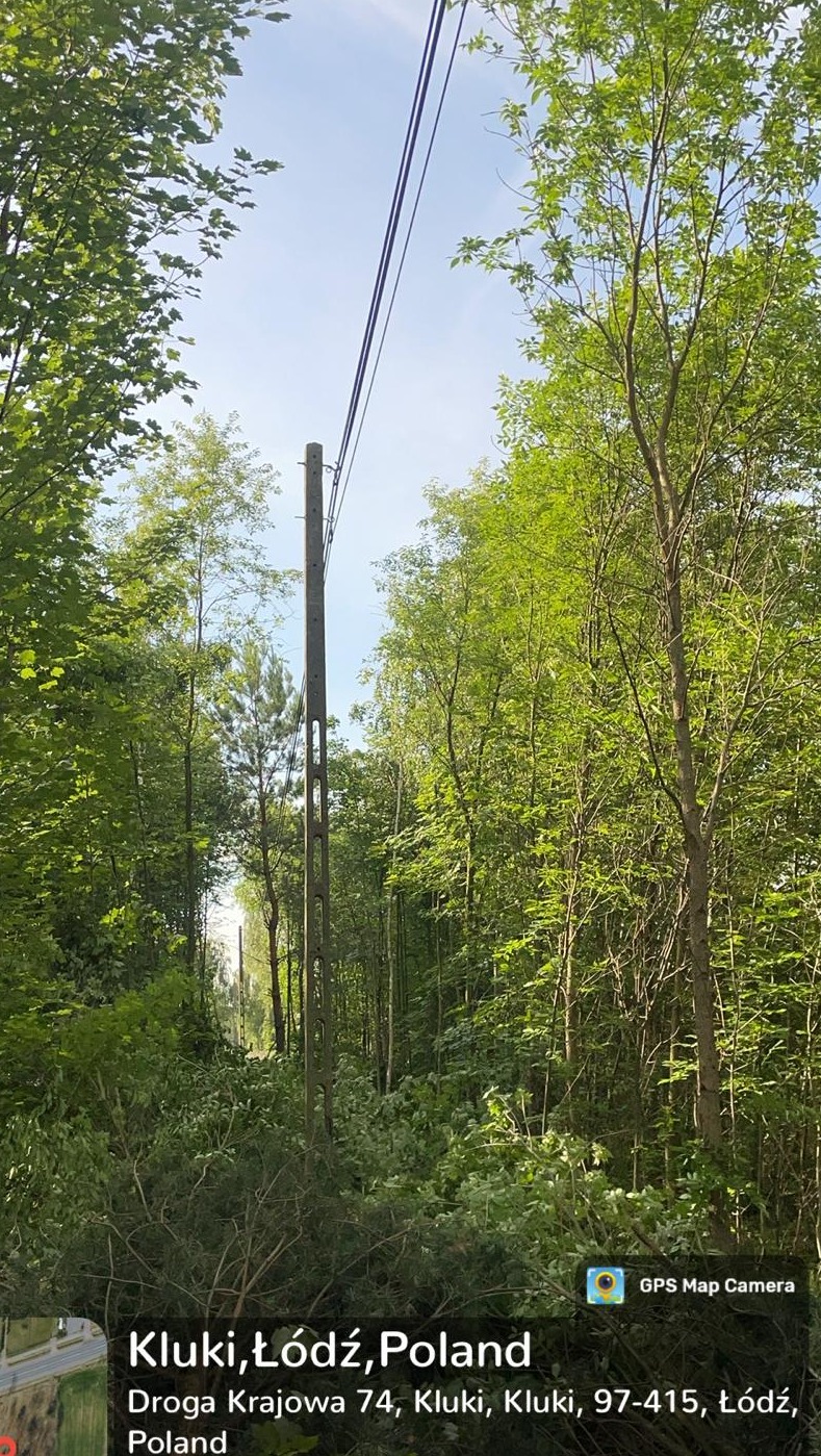 Betonowy słup energetyczny z liniami wysokiego napięcia, widoczny spomiędzy drzew w lesie, świeżo wycięte gałęzie u podstawy słupa.