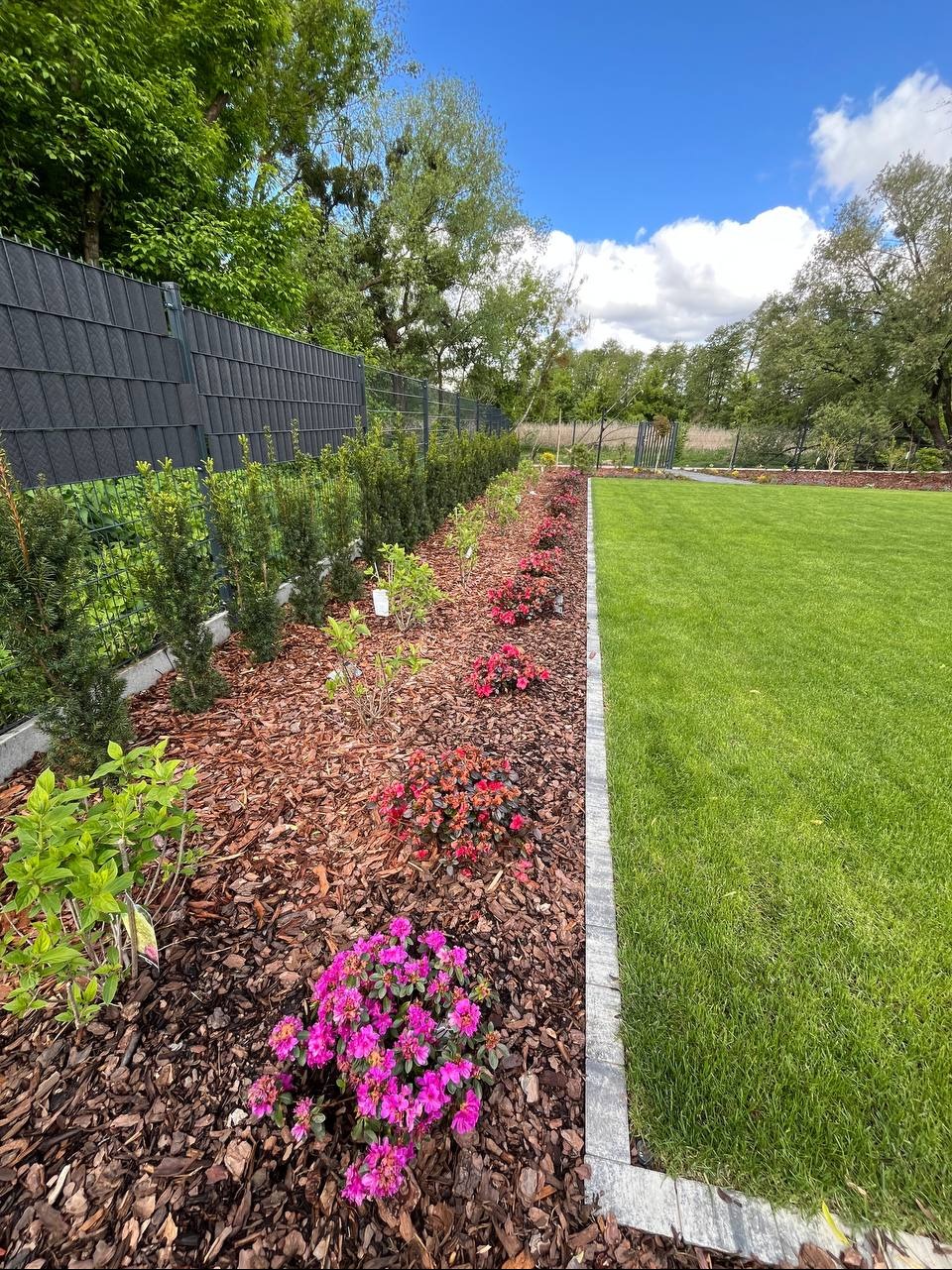 Zadbany ogród z równo przystrzyżonym trawnikiem, rabatą z korą, różowymi azaliami i tujami wzdłuż grafitowego ogrodzenia panelowego.