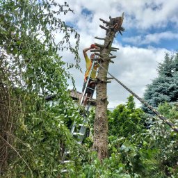 Wycinka drzew Środa Wielkopolska 4