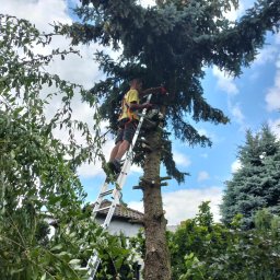 Wycinka drzew Środa Wielkopolska 2