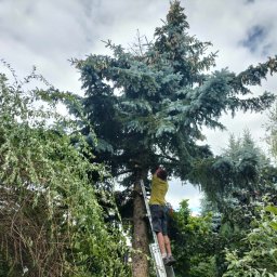 Wycinka drzew Środa Wielkopolska 1