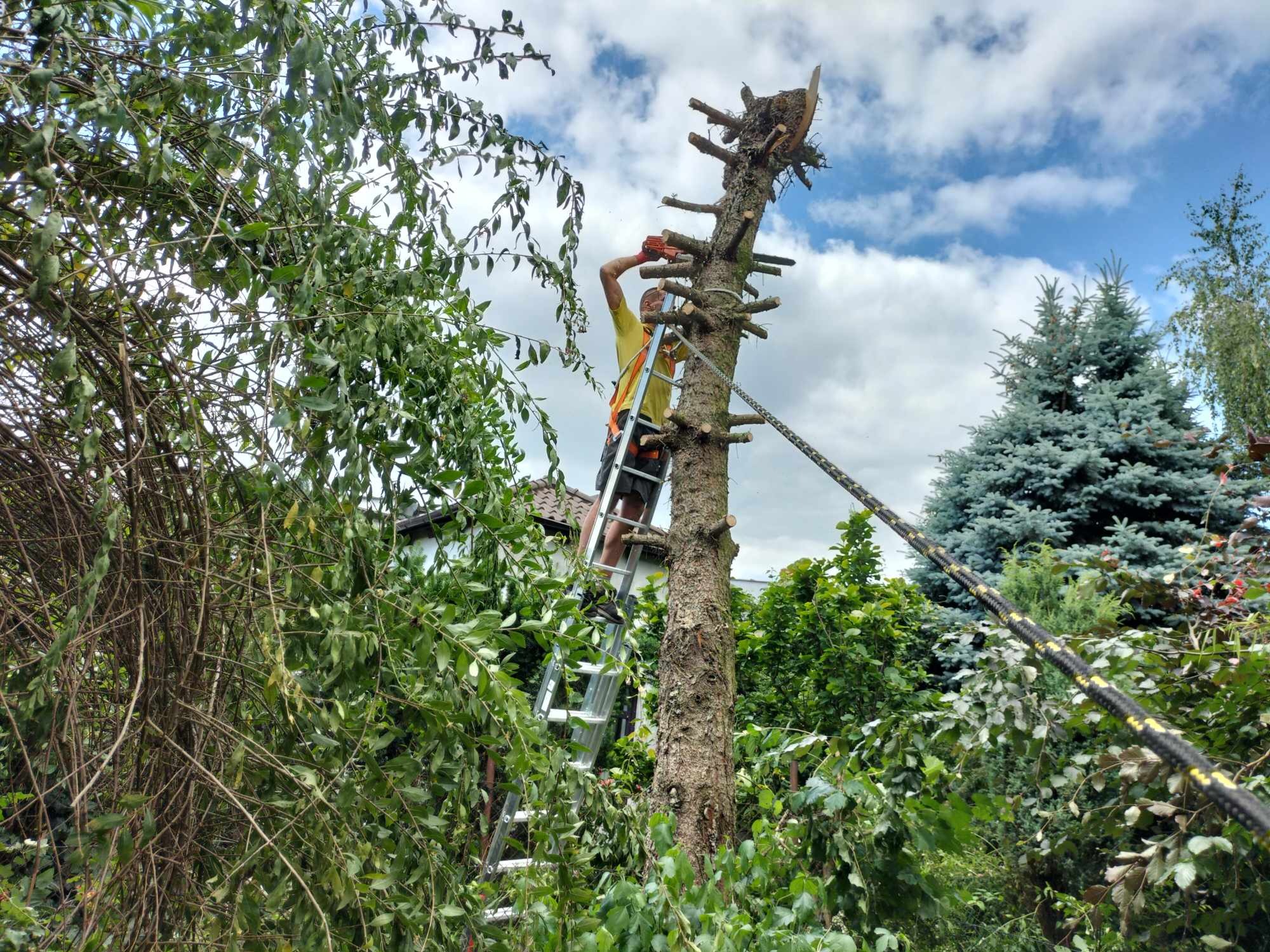Pracownik na drabinie, w kasku i z piłą spalinową, przycina wysokie drzewo z grubym pniem w ogrodzie, zabezpieczone liną, widoczne gałęzie i fragment budynku w tle.