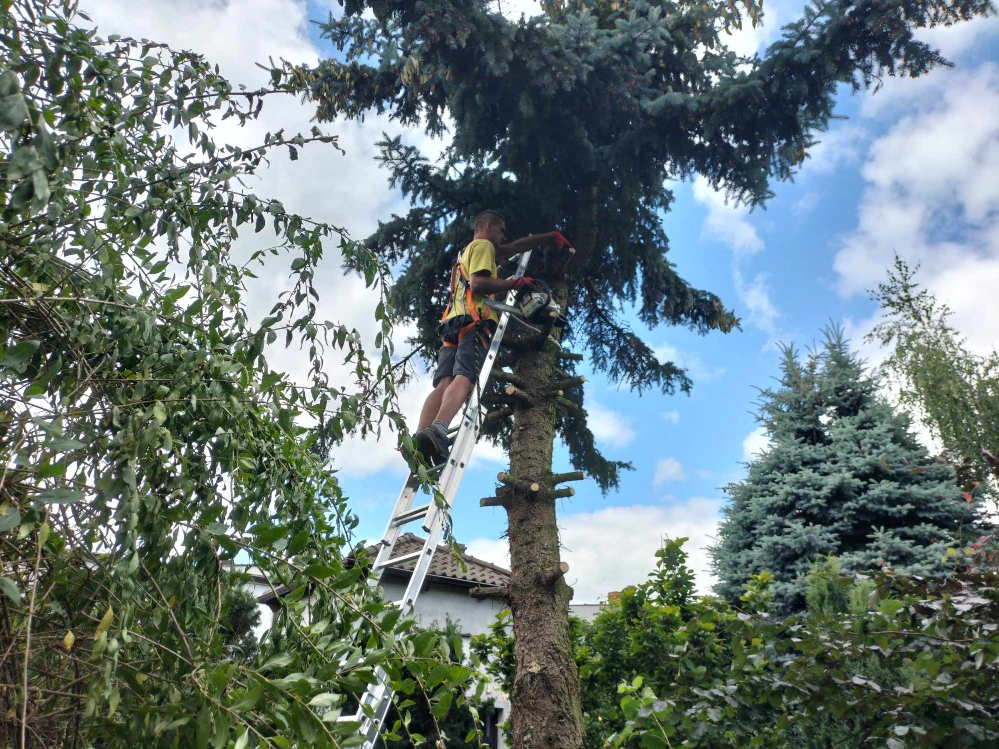 Mężczyzna w uprzęży ochronnej na drabinie przycina gałęzie wysokiego świerku srebrzystego za pomocą piły spalinowej, widoczne liczne obcięte gałęzie.