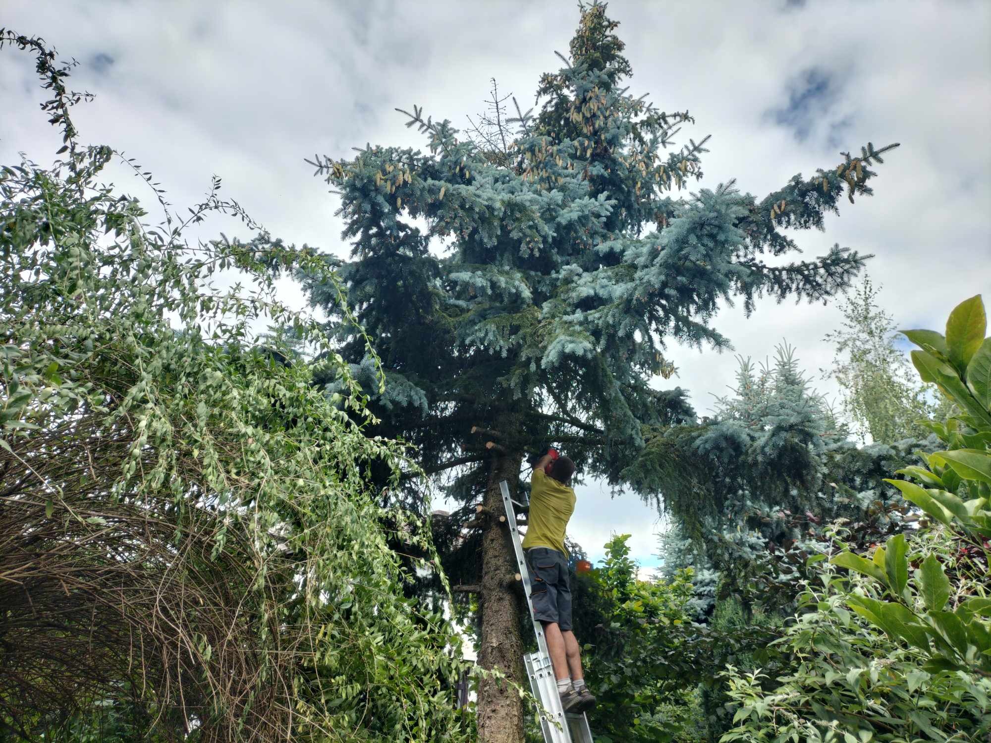 Mężczyzna wspinający się po drabinie przy wysokim świerku kłującym, widoczne obcięte gałęzie i narzędzie w dłoniach, błękitne igliwie drzewa kontrastuje z zielenią otoczenia, pochmurne niebo w tle.