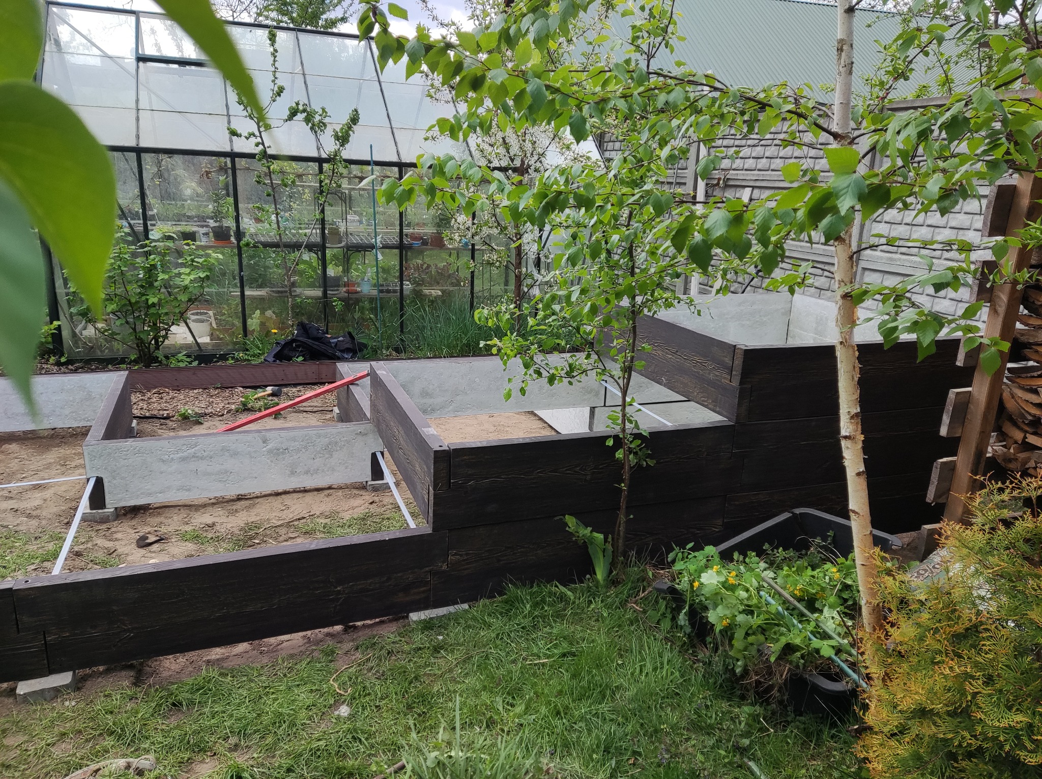 Wznoszenie podwyższonych grządek warzywnych z ciemnego drewna i betonu w ogrodzie, widoczna szklarnia w tle, młode drzewko i narzędzia ogrodnicze.